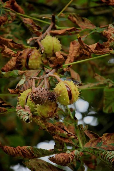 Châtaignes sur un arbre — Photo