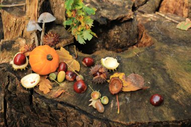 Sonbahar sakin bir hayat