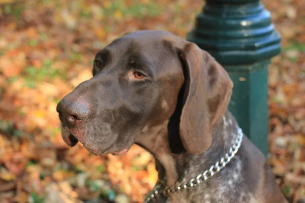 German Shorthaired Pointer — Stock Photo, Image