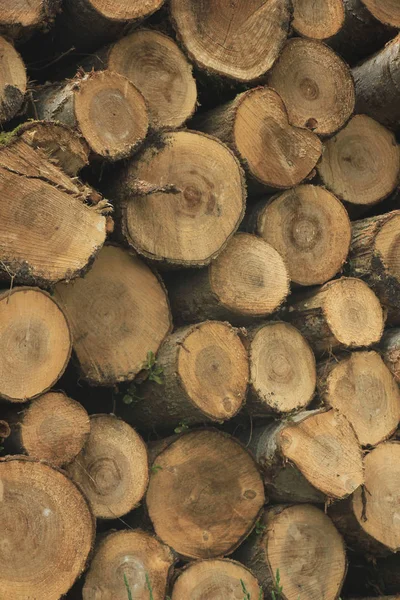 Chopped fuel wood in a forest — Stock Photo, Image