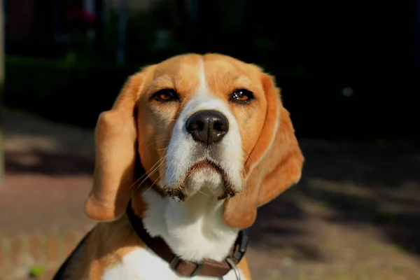 Młoda kobieta beagle — Zdjęcie stockowe