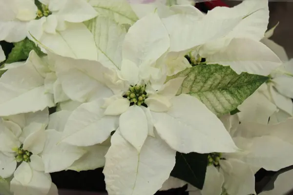 Grupo de poinsettia blanca —  Fotos de Stock