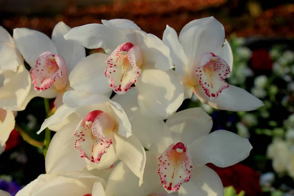 White Cymbidium orchid — Stock Photo, Image