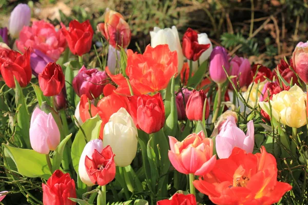 Tulipas multicoloridas em um campo — Fotografia de Stock