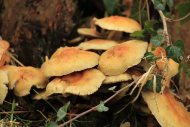 Mantar bir sonbaharda forrest