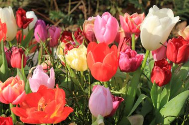 bir alandaki çeşitli renklerde laleler