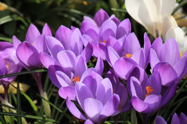 Krokussen in een veld — Stockfoto