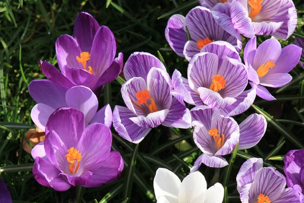 Crocuses on a field — Stock Photo, Image