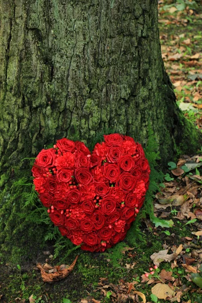 Квіти симпатії біля дерева — стокове фото