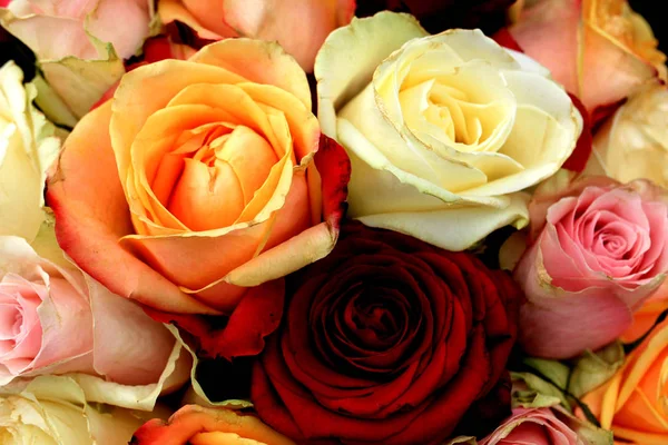 Roses roses mélangées — Photo