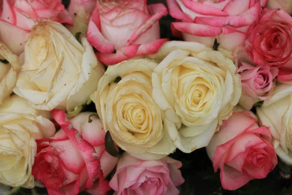 Karışık pembe ve beyaz güller — Stok fotoğraf