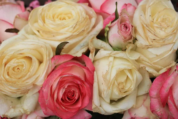분홍색과 흰색 혼합된 장미 — 스톡 사진