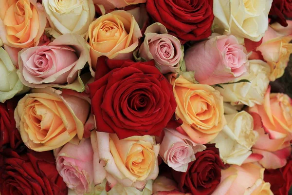 Roses roses mélangées — Photo