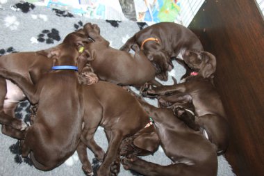 Alman Shorthaired Pointer yavruları