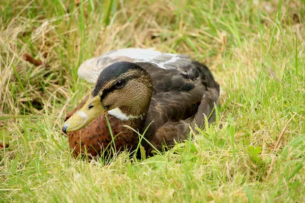 Female duck in grass — Stock Photo, Image