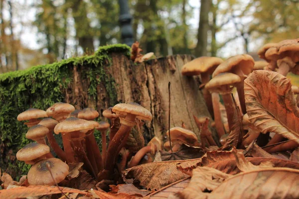 Cogumelos em uma floresta de queda — Fotografia de Stock