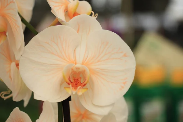 Phalaenopsis orkidé anläggning — Stockfoto