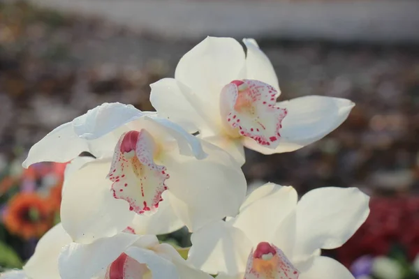 White Cymbidium orchid — Stock Photo, Image