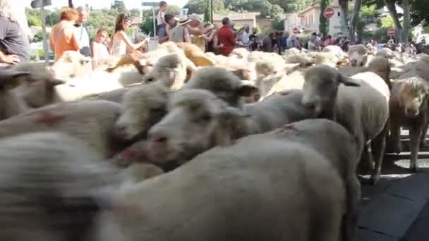 Bedoin Francia Giugno 2014 Gregge Pecore All Inizio Dell Estate — Video Stock