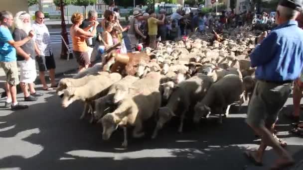 Bedoin Γαλλία Ιουνίου 2014 Κοπάδι Πρόβατα Στις Αρχές Του Καλοκαιριού — Αρχείο Βίντεο