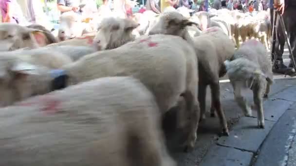 Bedoin Γαλλία Ιουνίου 2014 Κοπάδι Πρόβατα Στις Αρχές Του Καλοκαιριού — Αρχείο Βίντεο