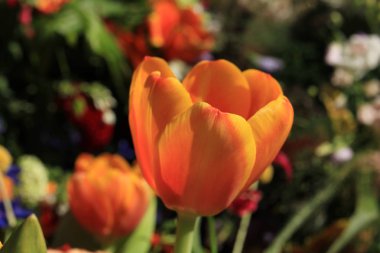 Erken Bahar güneş ışığı parlak turuncu Lale