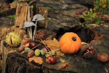 Sonbahar sakin bir hayat