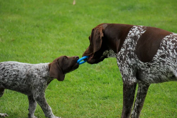 German Shorthaired Pointers Father Weeks Old Son — Stock Photo, Image