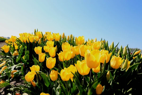 Tulipanes en un campo — Foto de Stock