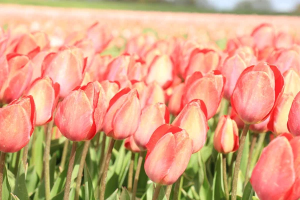 Pink tulips in a field — Stock Photo, Image