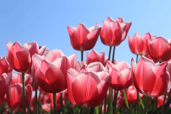 Tulipani in un campo — Foto Stock