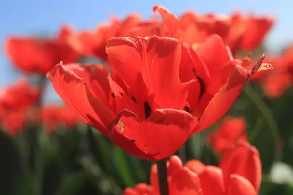 Tulipas em um campo — Fotografia de Stock