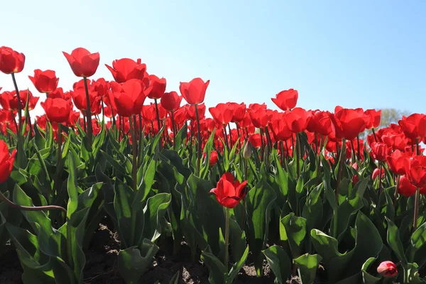 Tulpen in een veld — Stockfoto