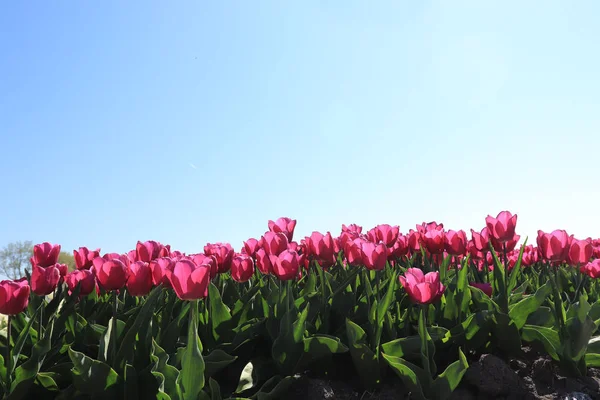Tulipani in un campo — Stockfoto