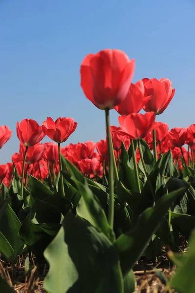 Tulipas em um campo — Fotografia de Stock