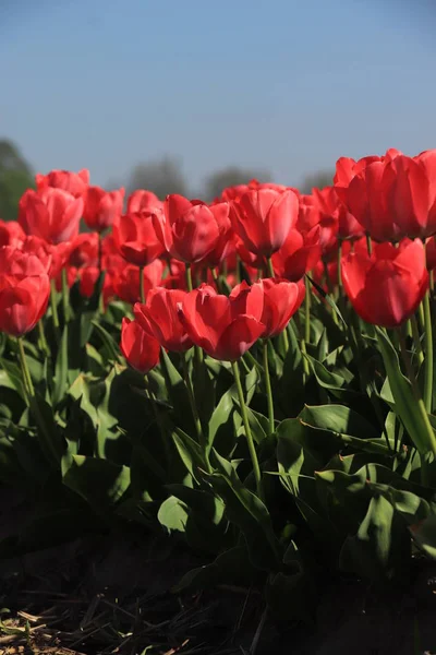 Tulpen in een veld — Stockfoto