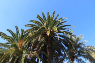 Hindistan cevizi palmiyesi