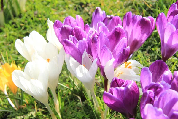 Crocus violets et blancs — Photo