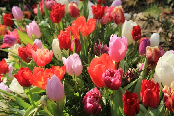 Veelkleurige tulpen in een veld — Stockfoto