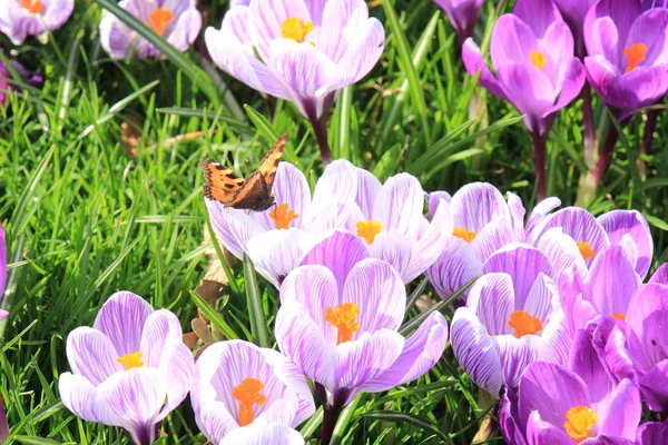 Liten sköldpadd fjäril på en krokus — Stockfoto