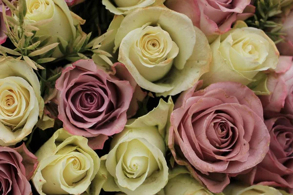 Rose viola e bianche miste — Foto Stock