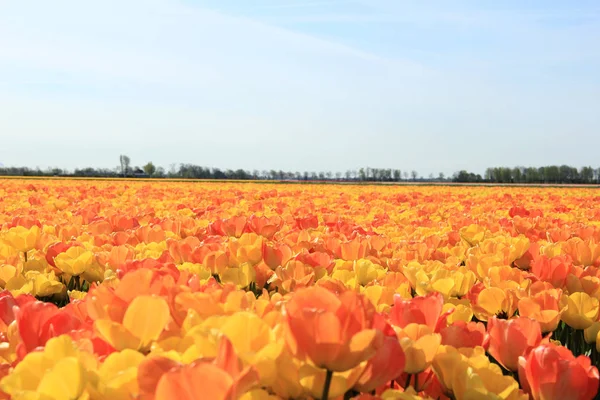 Tulipani gialli e arancioni — Foto Stock