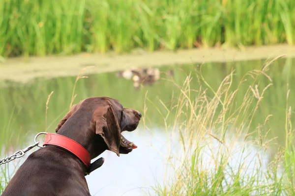 German Shorthaired Pointer — Stock Photo, Image