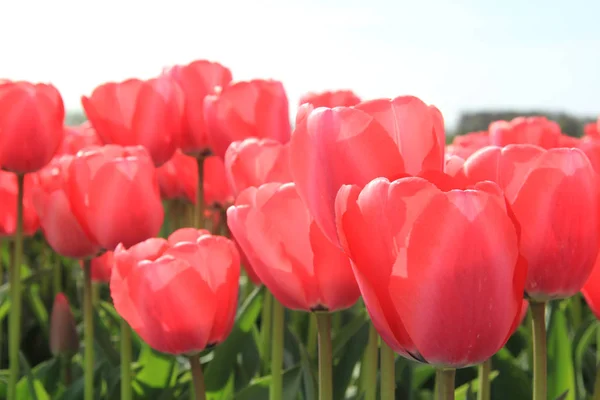 Růžové tulipány — Stock fotografie