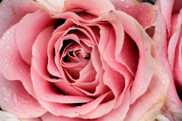 Stor blek rosa ros — Stockfoto