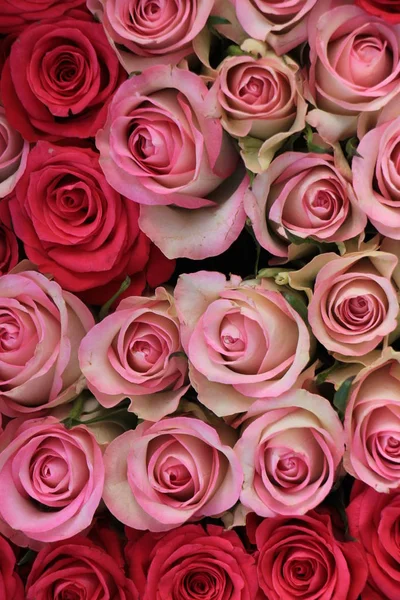 Rosas rosadas mixtas — Foto de Stock