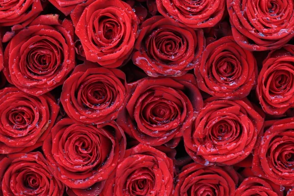 Rosas rojas de novia con gotas — Foto de Stock