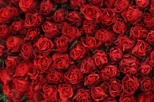 Красные свадебные розы с каплями — стоковое фото