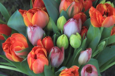 Kırmızı ve turuncu laleler