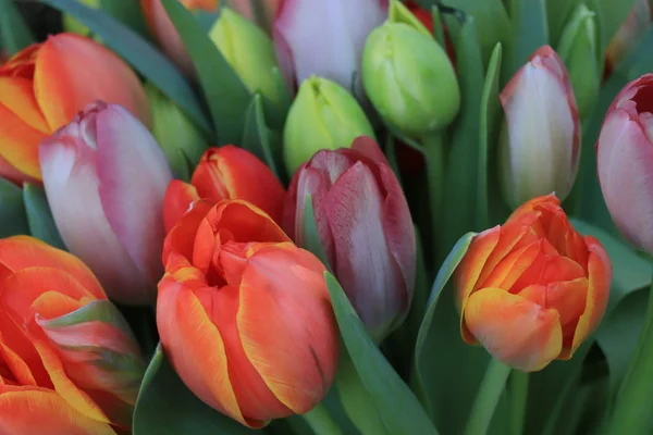 Tulipani rossi e arancioni — Foto Stock